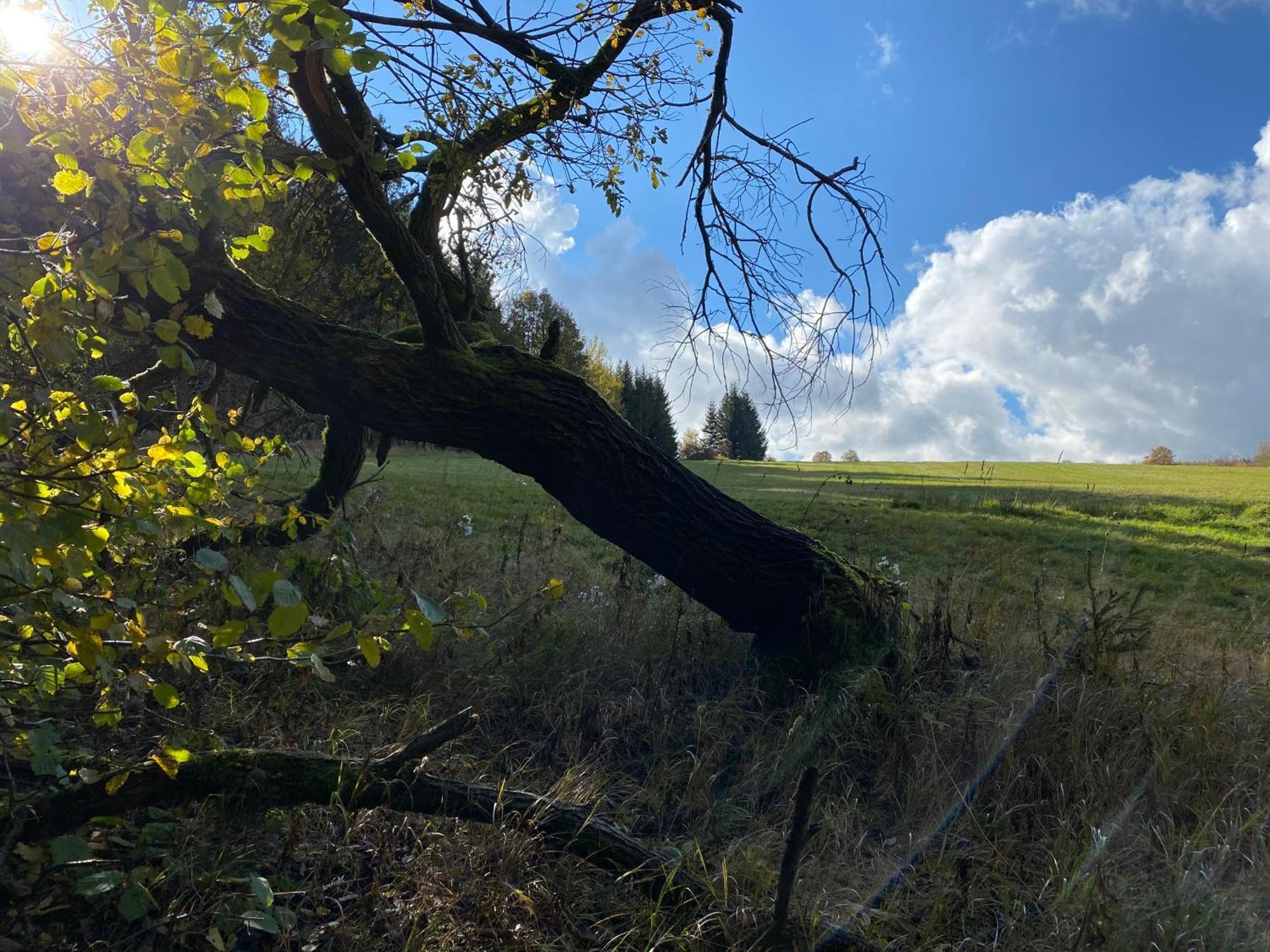 Zur Bergwiese 5 Sterne Appartementhaus